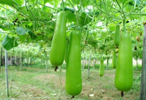 Bottle Gourd-Apsara F1(10 gm)